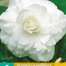 Begonie Weiß - Grandiflora - 3 Blumenzwiebeln