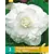 Begonia White - Grandiflora - 3 Bulbs