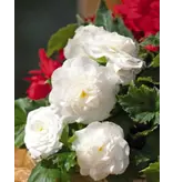 Begonia Wit - Grandiflora - Bloembollen En Knollen Kopen? Garden-Select.com