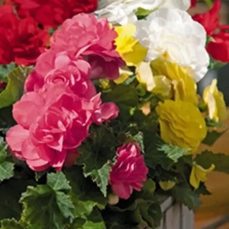 Begonia Mix - Grandiflora - Buy mixed begonias online? Garden Select