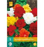 Begonia Mix - Grandiflora - Gemengde Begonia's Online Kopen? Garden Select
