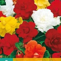 Begonia Mix - Grandiflora - 3 Bulbs