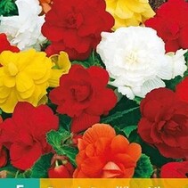 Begonia Mix - Grandiflora - 3 Blumenzwiebeln