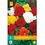 Begonia Mix - Grandiflora - Buy mixed begonias online? Garden Select