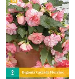 Begonia Florence - Cascade - 2 Bollen - Roze Hangbegonia's Kopen? - Garden-Select.com