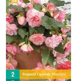 Begonia Florence - Cascade - 2 Bulbs - Buy Pink Hanging Begonias? - Garden-Select.com
