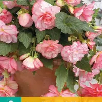 Begonia Florence - Cascade - 2 Bollen