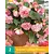 Begonia Florence - Cascade - 2 Bollen