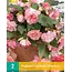 Begonia Florence - Cascade - 2 Bollen - Roze Hangbegonia's Kopen? - Garden-Select.com