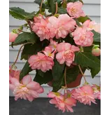 Begonia Florence - Cascade - 2 Bollen - Roze Hangbegonia's Kopen? - Garden-Select.com
