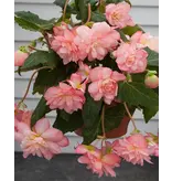 Begonia Florence - Cascade - 2 Bulbs - Buy Pink Hanging Begonias? - Garden-Select.com