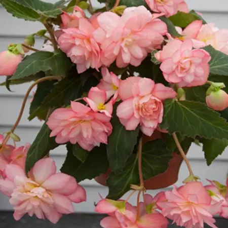 Begonia Florence - Cascade - 2 Bulbs - Buy Pink Hanging Begonias? - Garden-Select.com