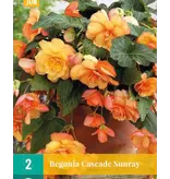 Begonia Sunray - Cascade - Buy Orange Hanging Begonias? Garden-Select.com
