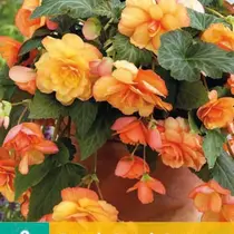 Begonie Sunray - Kaskade - 2 Blumenzwiebeln