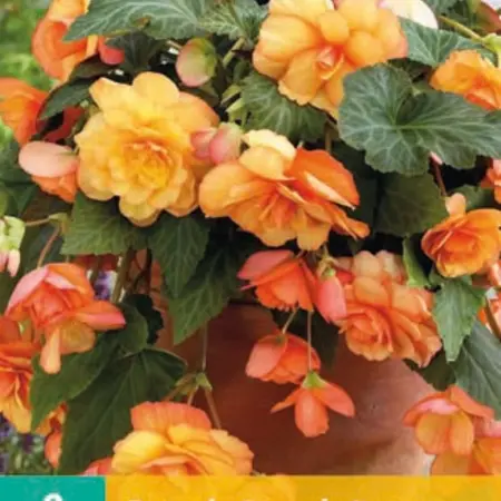 Begonia Sunray - Cascade - Oranje Hangbegonia's Kopen? Garden-Select.com