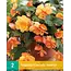Begonia Sunray - Cascade - Oranje Hangbegonia's Kopen? Garden-Select.com