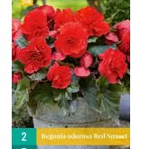 Begonia Odorosa Red Sunset - Cascade - Rode Hangbegonia's Kopen? - Garden-Select.com