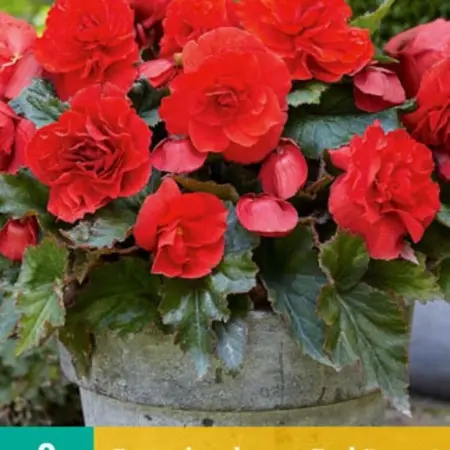 Begonia Odorosa Red Sunset - Cascade - Buy red hanging begonias? - Garden-Select.com