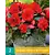 Begonia Odorosa Red Sunset - Cascade - 2 Bulbs