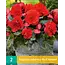 Begonia Odorosa Red Sunset - Cascade - Buy red hanging begonias? - Garden-Select.com