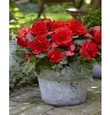 Begonia Odorosa Red Sunset - Cascade - Rode Hangbegonia's Kopen? - Garden-Select.com