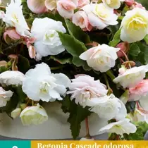 Begonia Odorosa White Blush - Cascade - 2 Bulbs