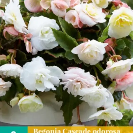 Begonia Odorosa White Blush - Cascade - 2 Bollen - Witte Hangbegonia's Kopen?