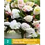 Begonia Odorosa White Blush - Cascade - 2 Bollen - Witte Hangbegonia's Kopen?