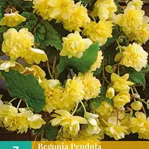 Begonia Yellow - Pendula - 3 Bulbs