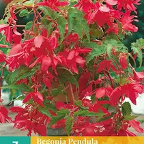 Begonie Rosa - Pendula - 3 Blumenzwiebeln