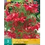 Begonia Pink - Pendula - 3 Bulbs - Hanging Begonia Summer Flowers Buy?