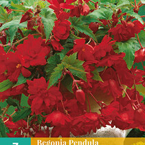 Begonia Red - Pendula - 3 Bulbs