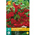Begonia Red - Pendula - 3 Bulbs