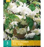 Begonia White - Pendula - 3 Bulbs - Buy Hanging Begonia? Garden Select