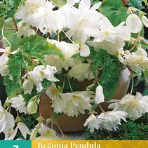 Begonia White - Pendula - 3 Bulbs