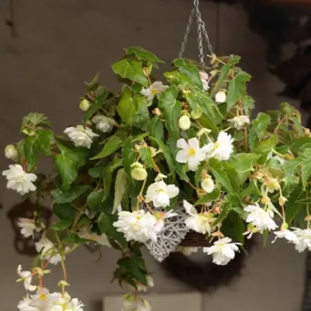 Begonia White - Pendula - 3 Bulbs - Buy Hanging Begonia? Garden Select