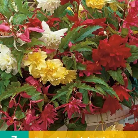 Begonia Mix - Pendula - Buy mixed hanging begonias? Garden Select