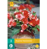 Begonia Marmorata - New - 3 Bulbs - Red / White Begonia - Garden-Select.com