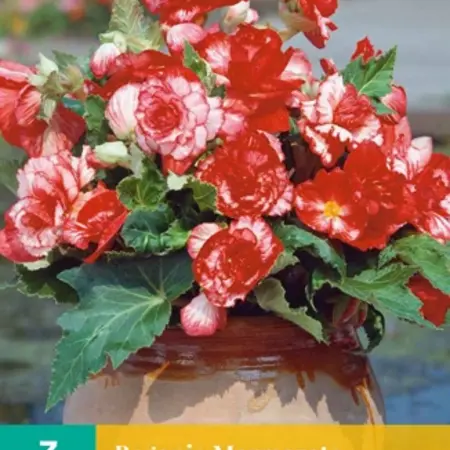 Begonia Marmorata - New - 3 Bulbs - Red / White Begonia - Garden-Select.com