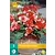 Begonia Marmorata - New - 3 Bulbs