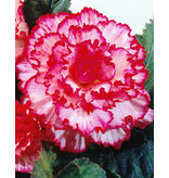 Begonia Marmorata - New - 3 Bulbs - Red / White Begonia - Garden-Select.com