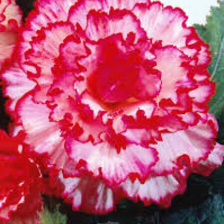 Begonia Marmorata - New - 3 Bulbs - Red / White Begonia - Garden-Select.com
