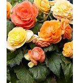 Begonia Pastel Compacta Mix - Dubbelbloemige Begonia's Kopen?