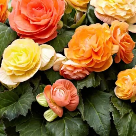 Begonia Pastel Compacta Mix - Buy double-flowered begonias?