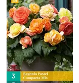 Begonia Pastel Compacta Mix - Dubbelbloemige Begonia's Kopen?