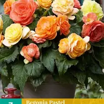Begonia Pastel Compacta Mix - 3 Bulbs