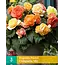 Begonia Pastel Compacta Mix - Buy double-flowered begonias?