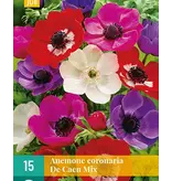 Anemone Coronaria De Caen Mix - 15 Bollen - Verwildering - Garden-Select.com