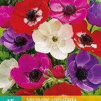 Anemone Coronaria De Caen Mix - 15 Bulbs