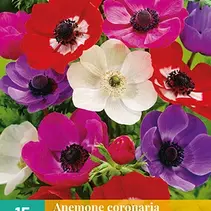 Anemone Coronaria De Caen Mix - 15 Blumenzwiebeln